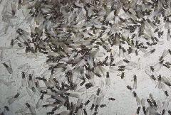 灭白蚁图片|灭白蚁样板图|家庭上门灭白蚁-佛山市三水区惠盟白蚁防治南海第一分公司