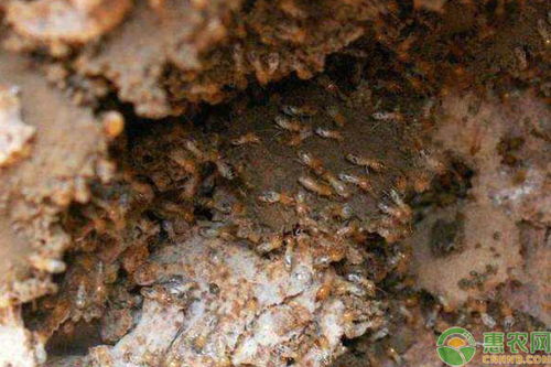 园林怎么消灭白蚁 这7种方法你知道吗