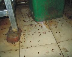灭白蚁图片|灭白蚁样板图|灭白蚁-佛山市三水区惠盟白蚁防治南海第一分公司
